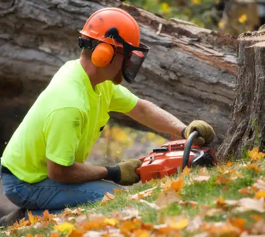 tree services La Vale